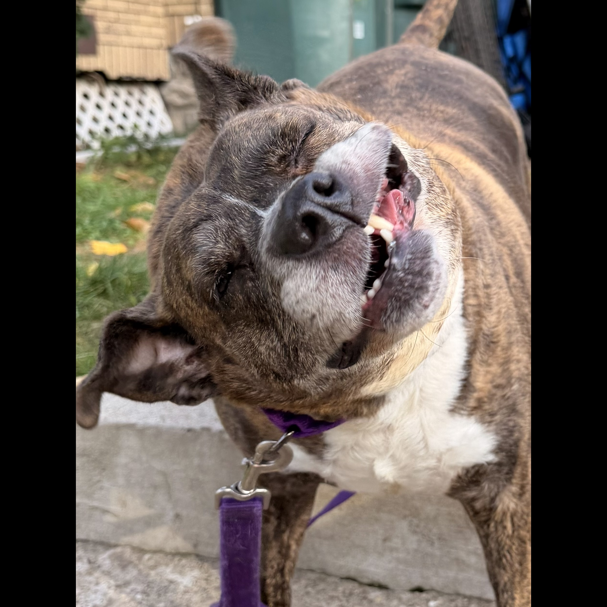 Dolly: Adopt or Forever Foster